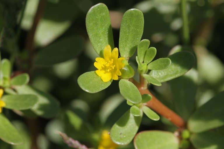 common purslane also called pursley, verdolaga, red root or pigweed Latin portulaca oleracea an edible plant rich in omega 3 can be used in salads or eaten like spinach flowering in summer in Italy, Why Is My Portulaca Losing Leaves