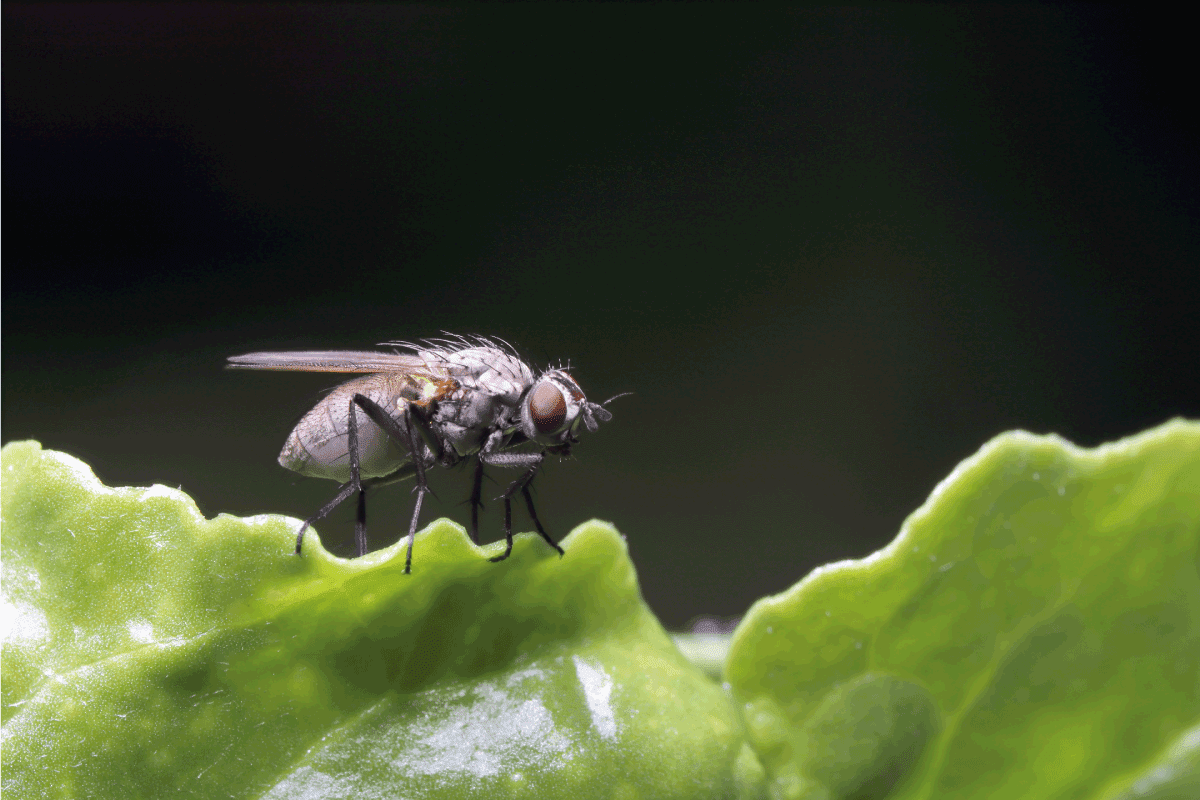 Cabbage fly on the leaf. The larvae or maggots feed on the roots of many plants, including crops.