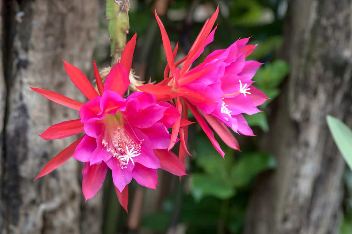 Cactus Orchid flowers grown as an ornamental garden plant 