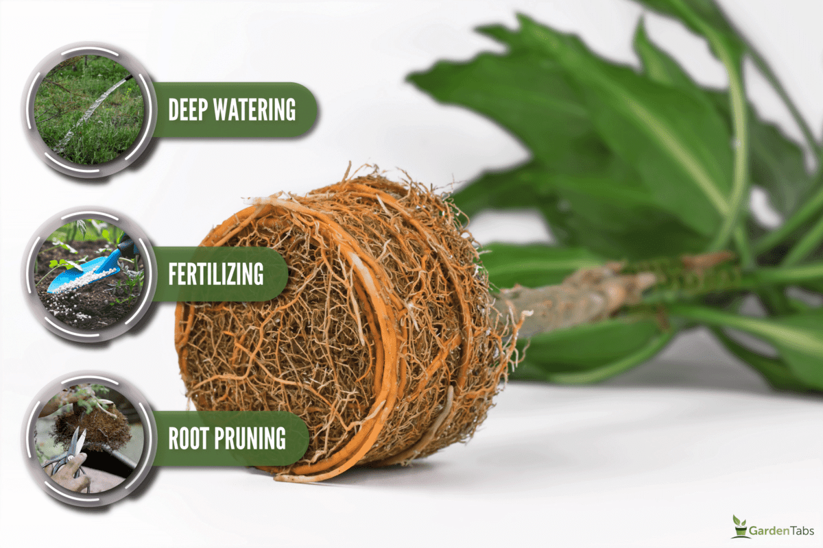 very rootbound root ball houseplant orange, Can You Cut The Taproot Of A Plant?