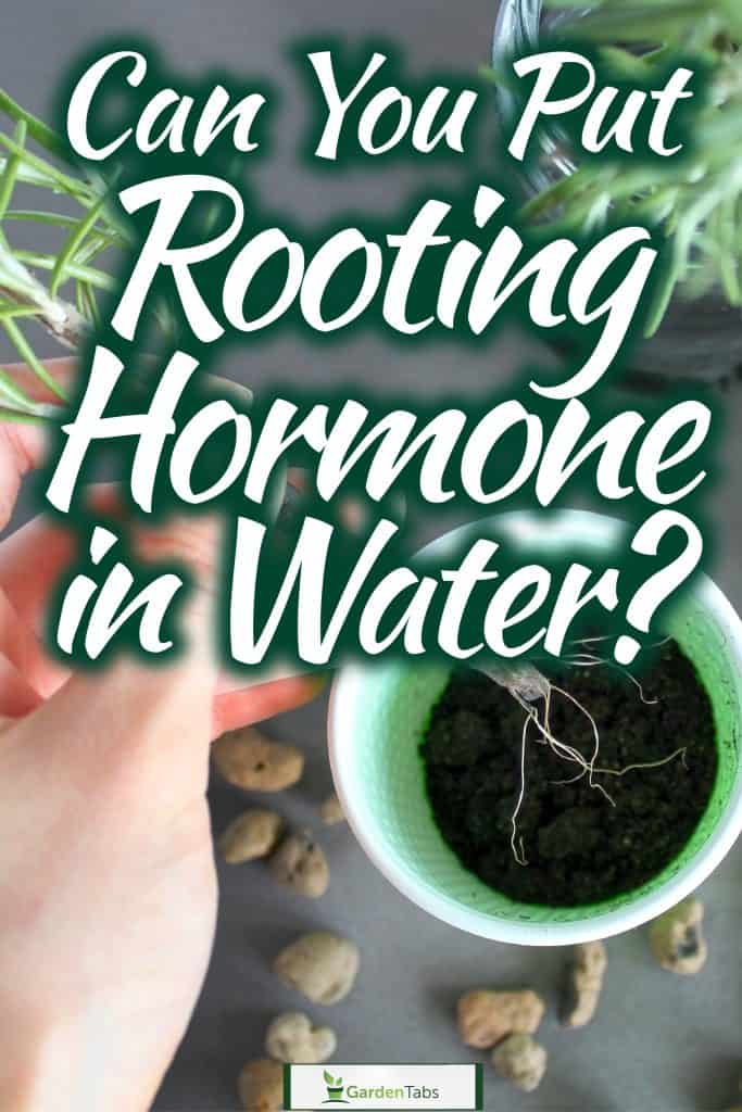 Soaking rooting hormone in a cup full of water, Can You Put Rooting Hormone In Water?