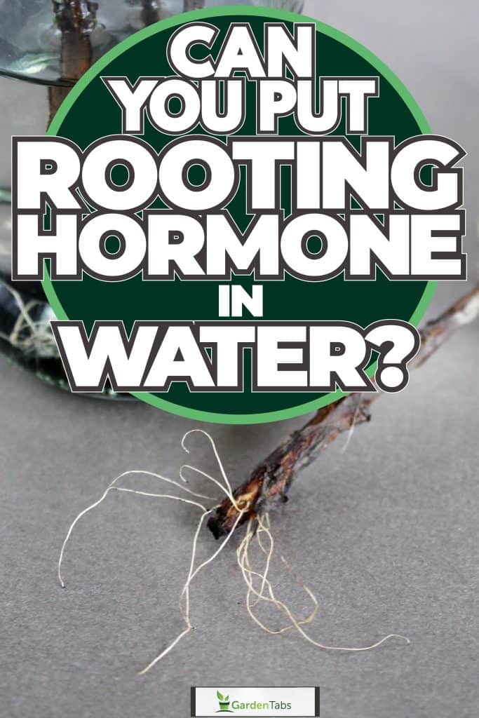 Soaking rooting hormone in a cup full of water, Can You Put Rooting Hormone In Water?