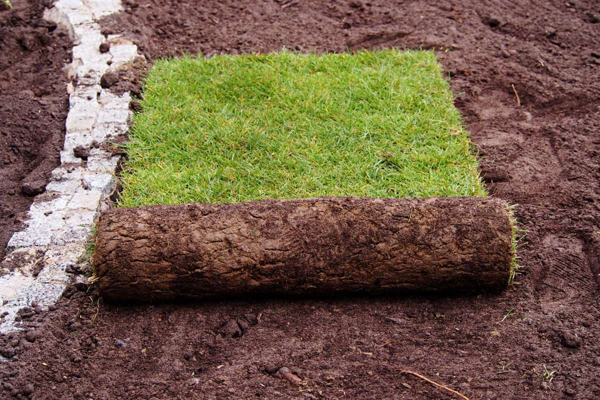 Carpet of turf - roll of sod