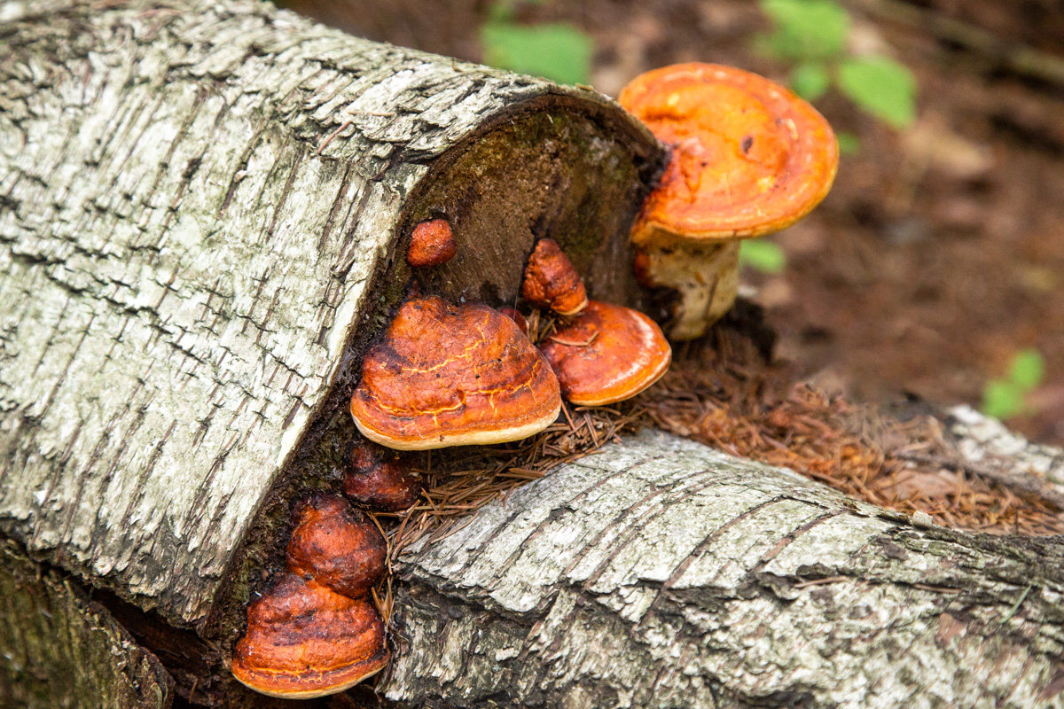 Chaga mushroom on the birch bark of an old tree