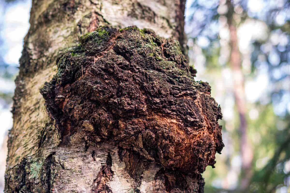 Chaga mushroom on the birch trunk.