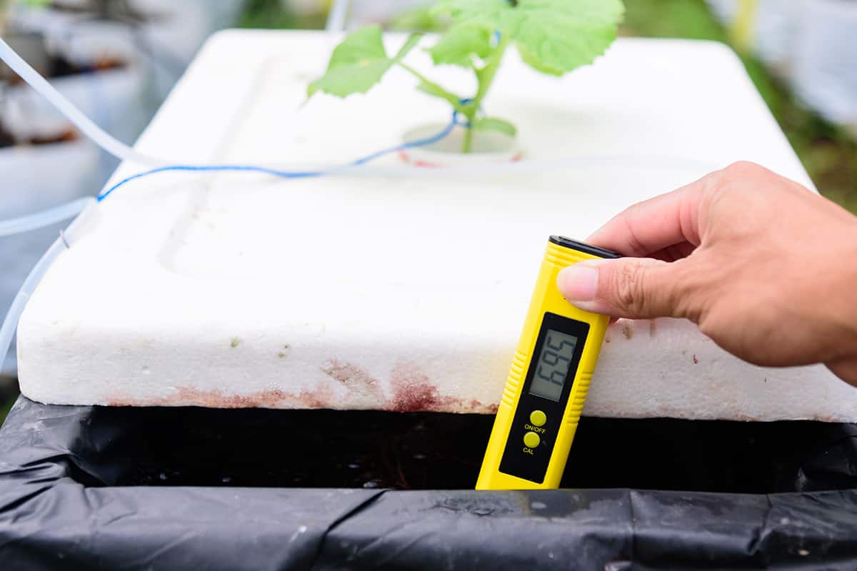 Check pH value of water bin of hydroponics system of melon tree