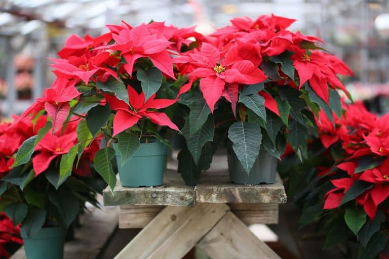 Christmas Poinsettia, A photoof the blossomed beautiful red poinsettia flowers, Are Poinsettia Roots Invasive