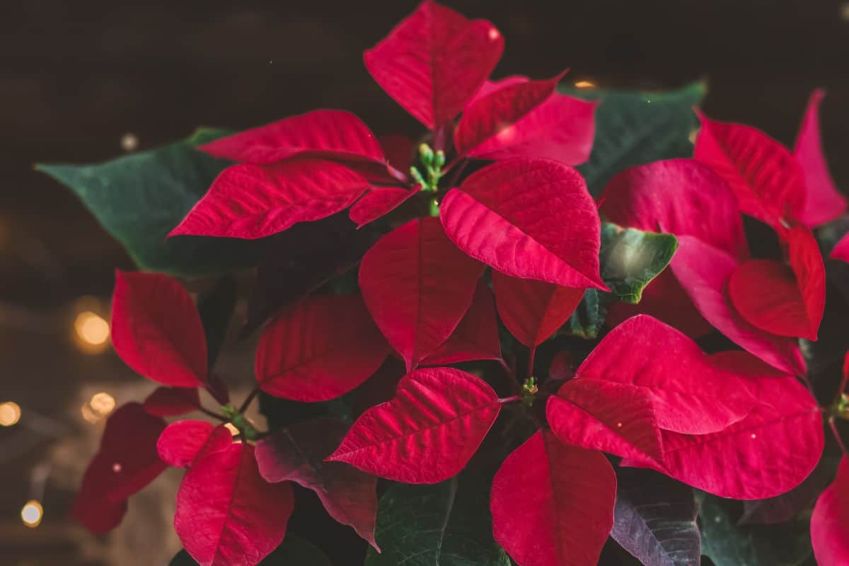Christmas Poinsettia isolated in wooden vintage rustic background