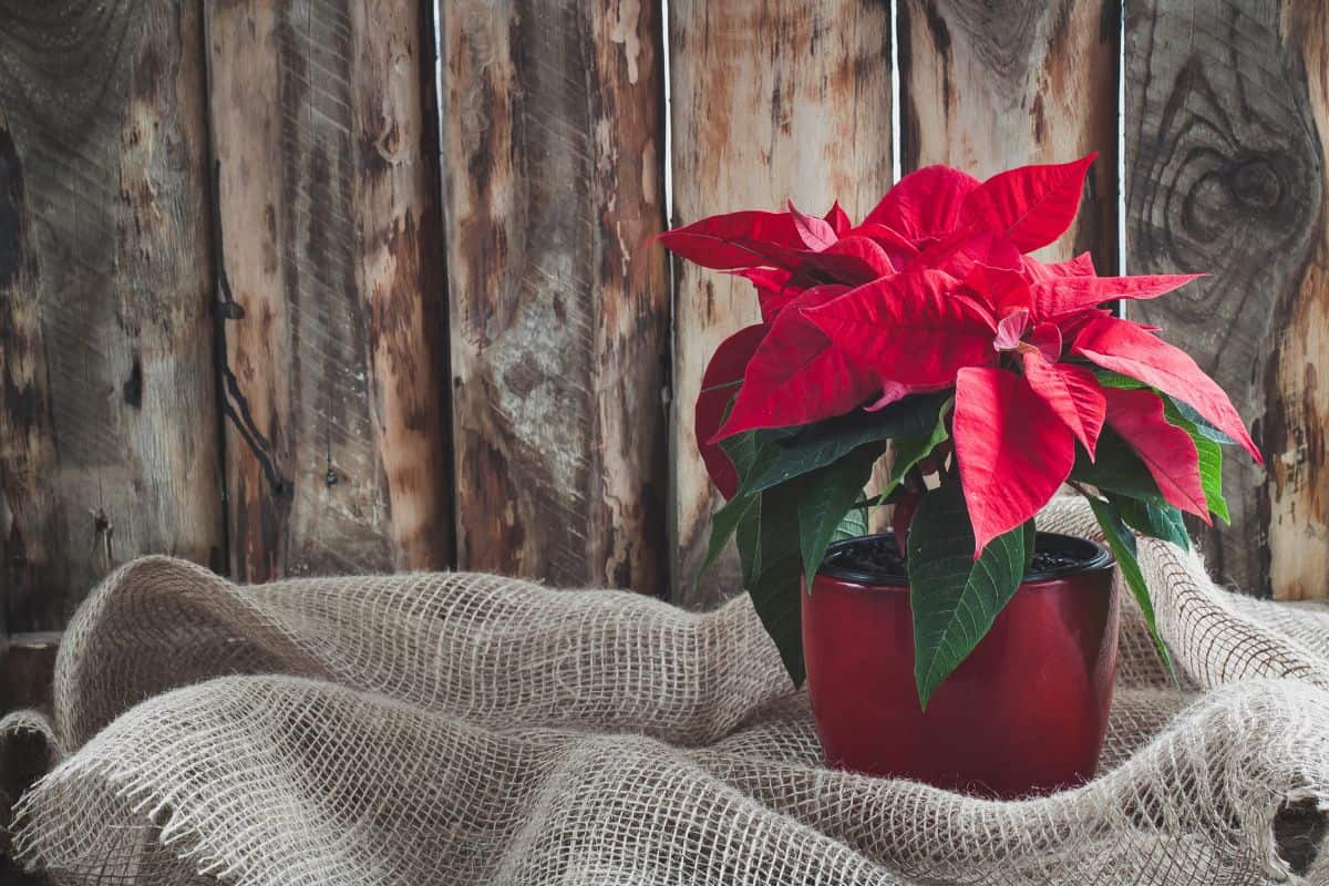 Christmas Poinsettia isolated on the vintage wooden background