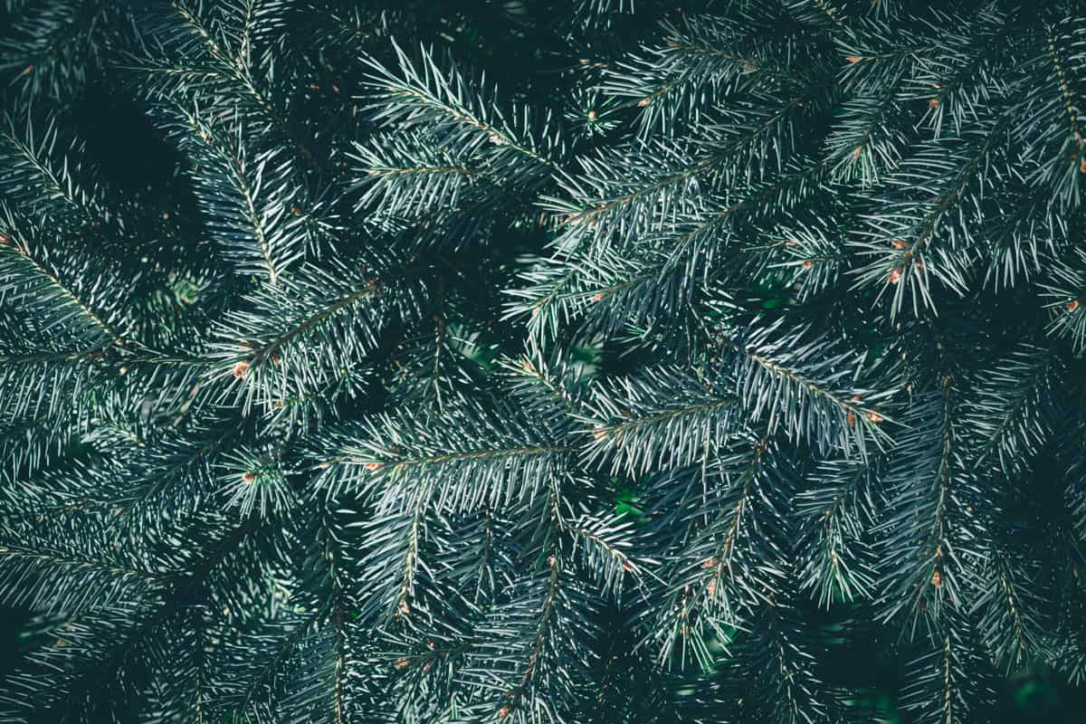 Christmas background. Green fir tree1