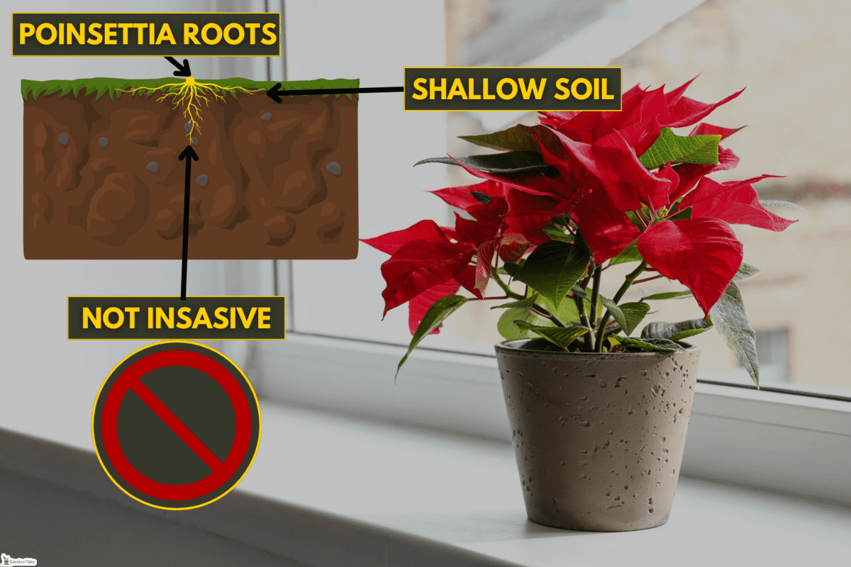 Christmas flower poinsettia on windowsill, Are Poinsettia Roots Invasive