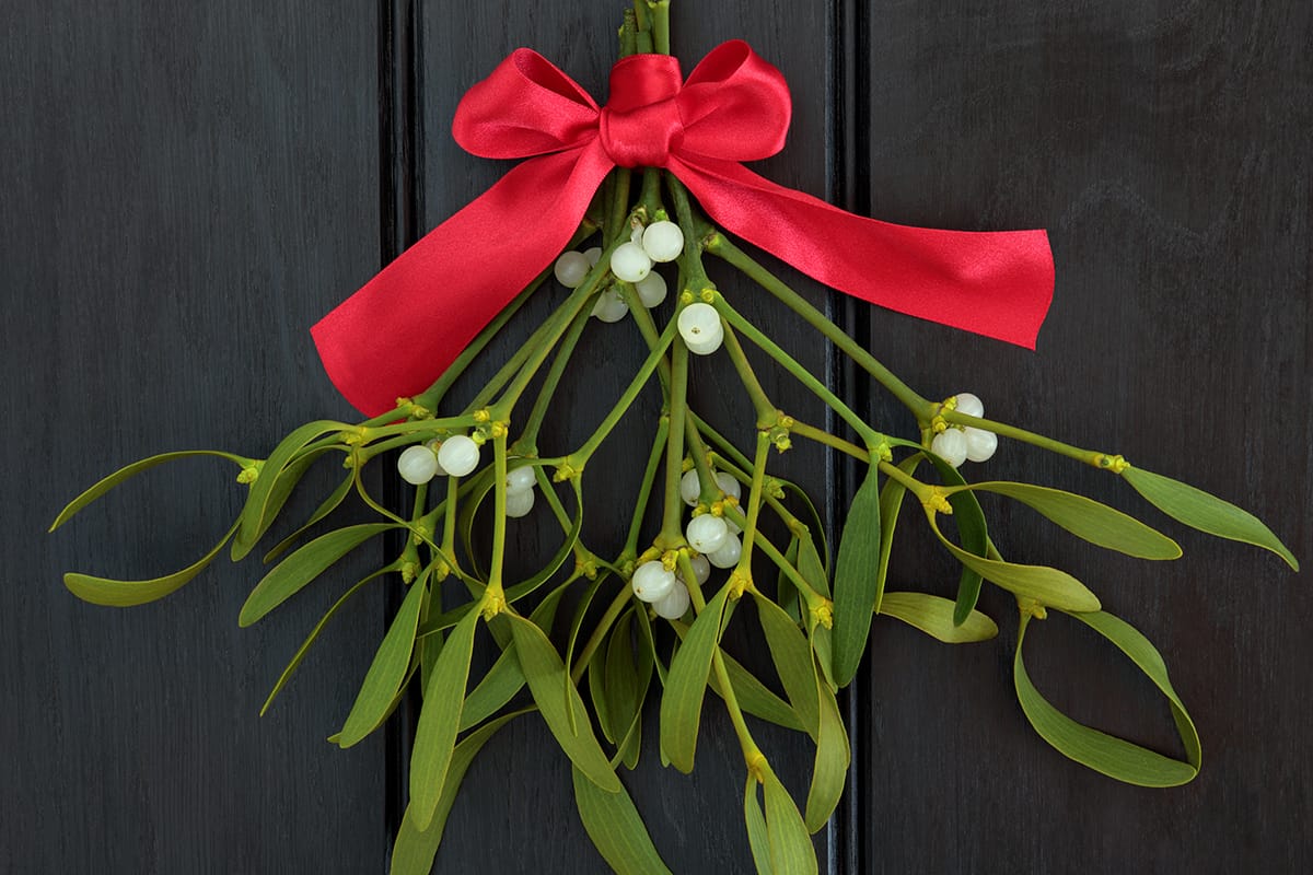 Christmas mistletoe with red ribbon bow over dark wood