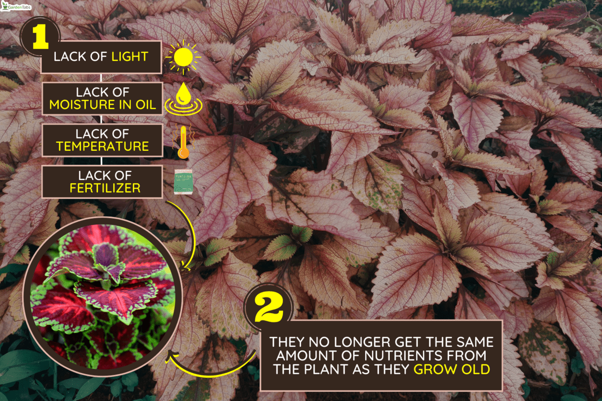 Close-up a type of miana or coleus flower species with yellow and purple patterns, Why Is My Coleus Losing Color