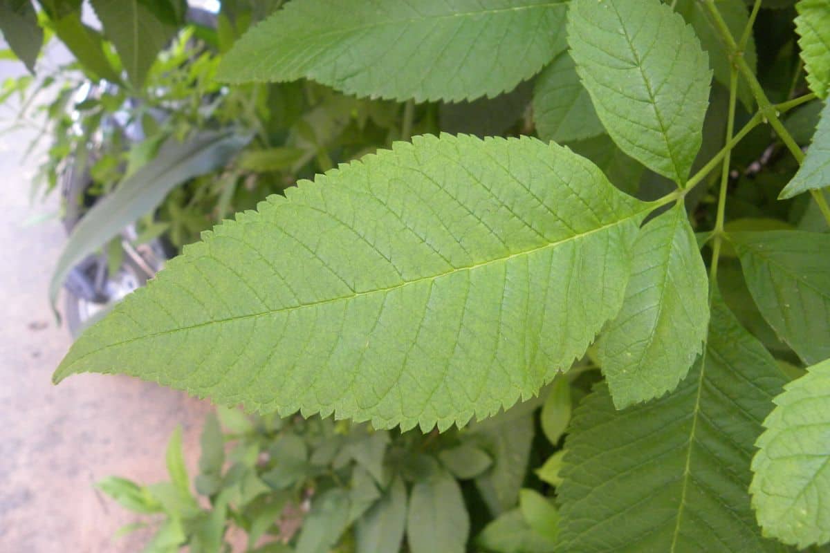 Close up of green color leaf of Slippery elm tree