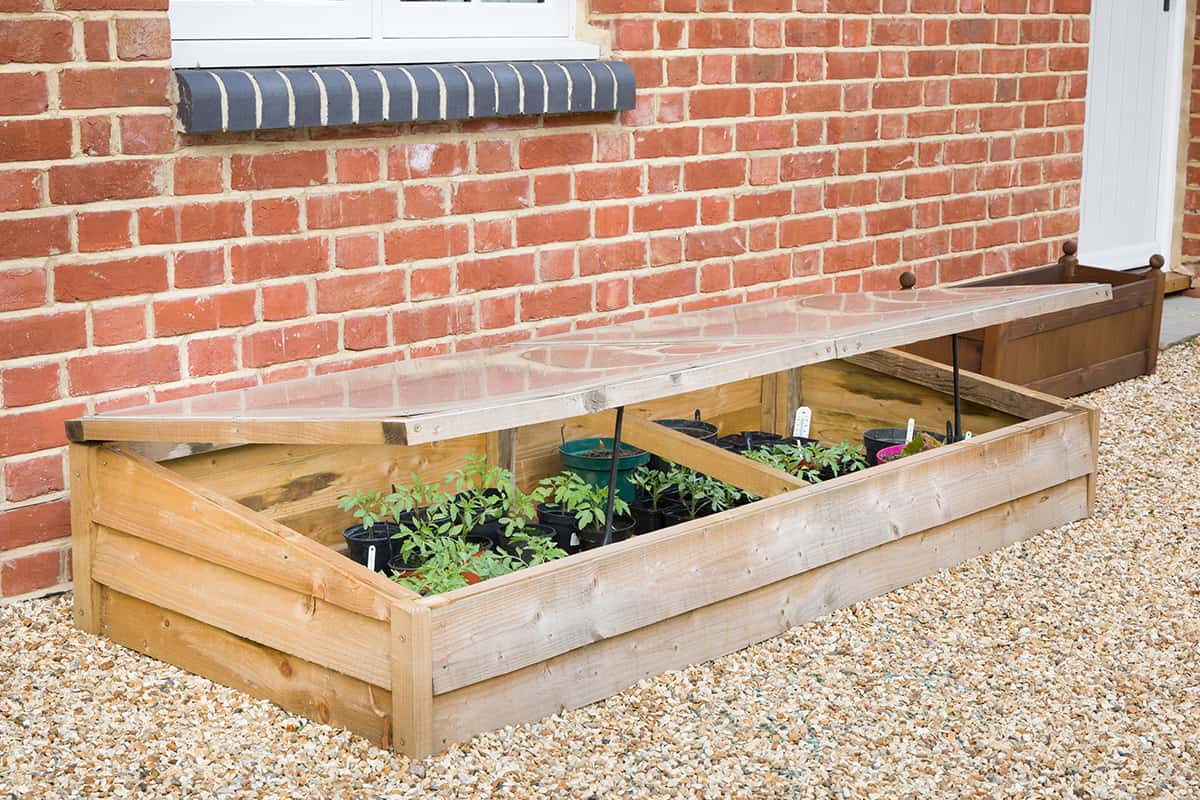 Cold frame with vegetable (tomato) plants against a wall
