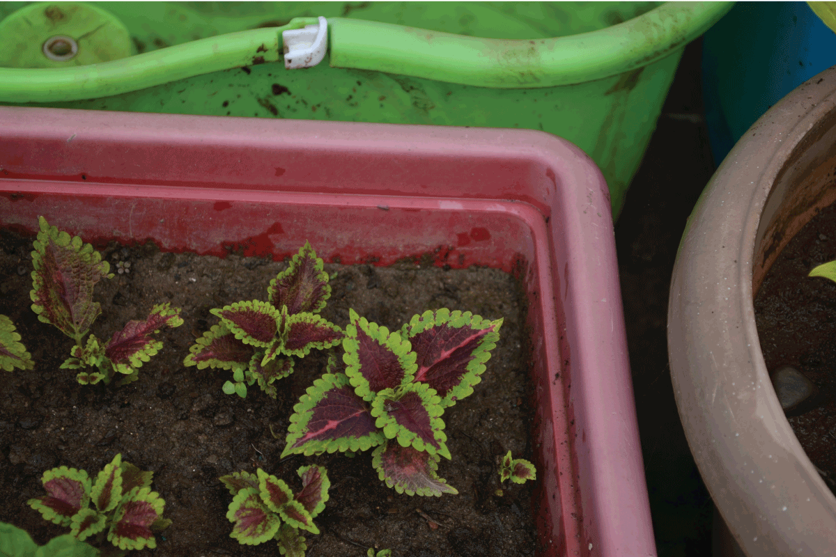 Coleus is a genus of annual or perennial herbs or shrubs,sometimes succulent