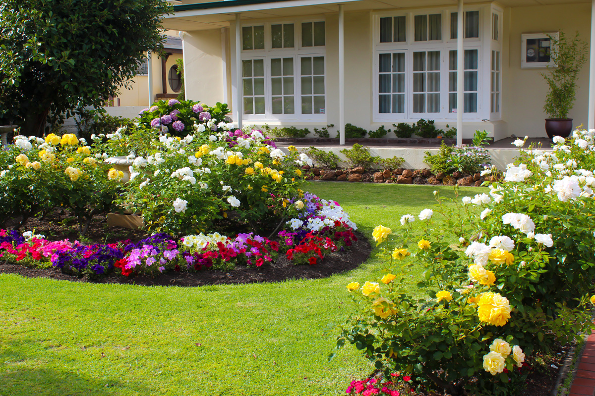 Colorful rose flower bed with mixed bulbs and petunia flowers blooming adds color to the garden in late spring and early summer.