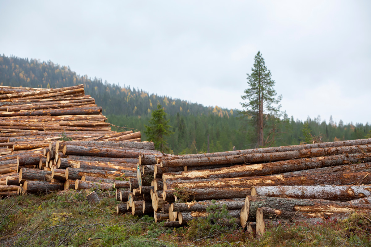 How Long To Season Conifer Wood?