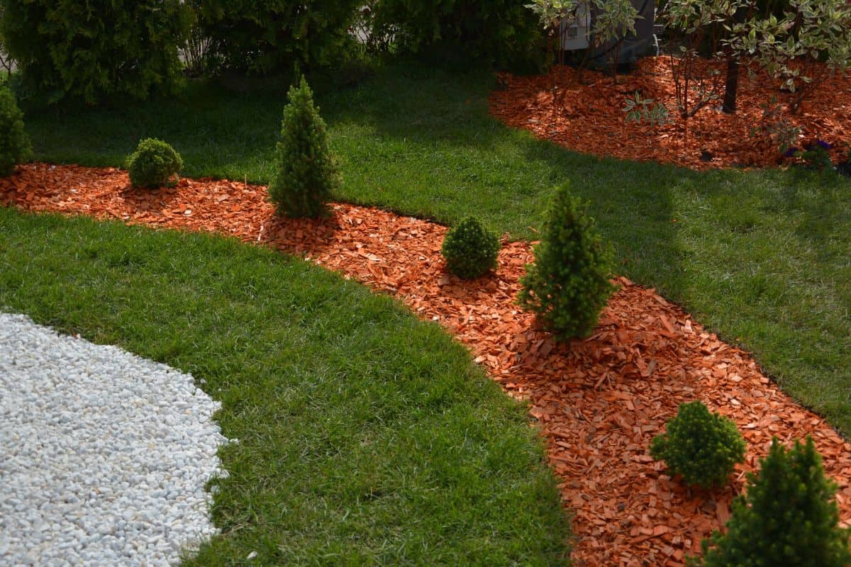 Coniferous plants with pine mulch and marble crumbs on the garden lawn. Beautiful landscape design with canadian Conica firs.