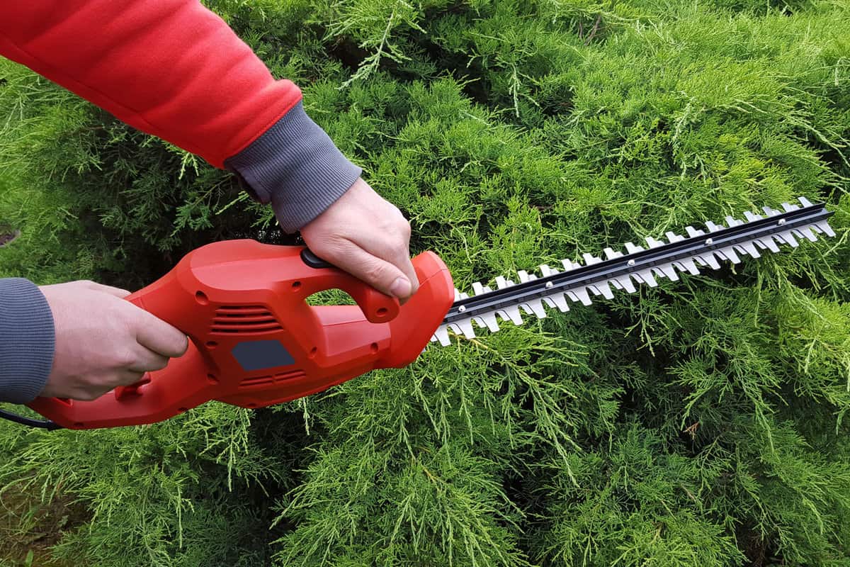 Cutting a hedge with electrical hedge trimmer 
