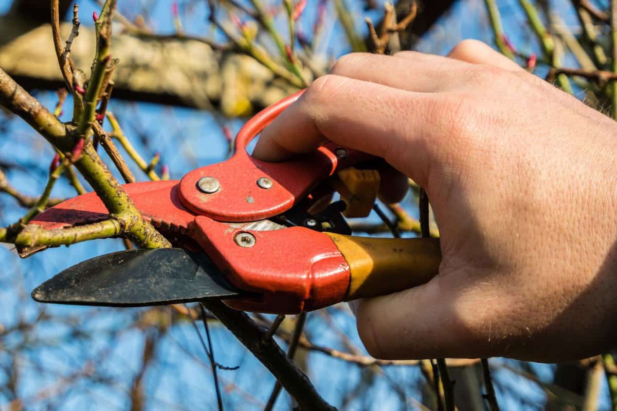 Cutting the buds of the shrub