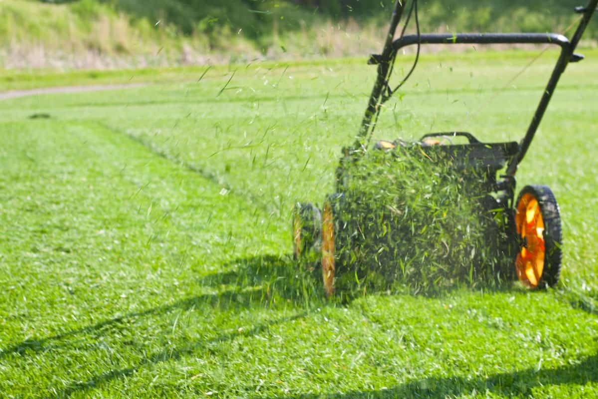 Cutting the grass using an electric lawn mower