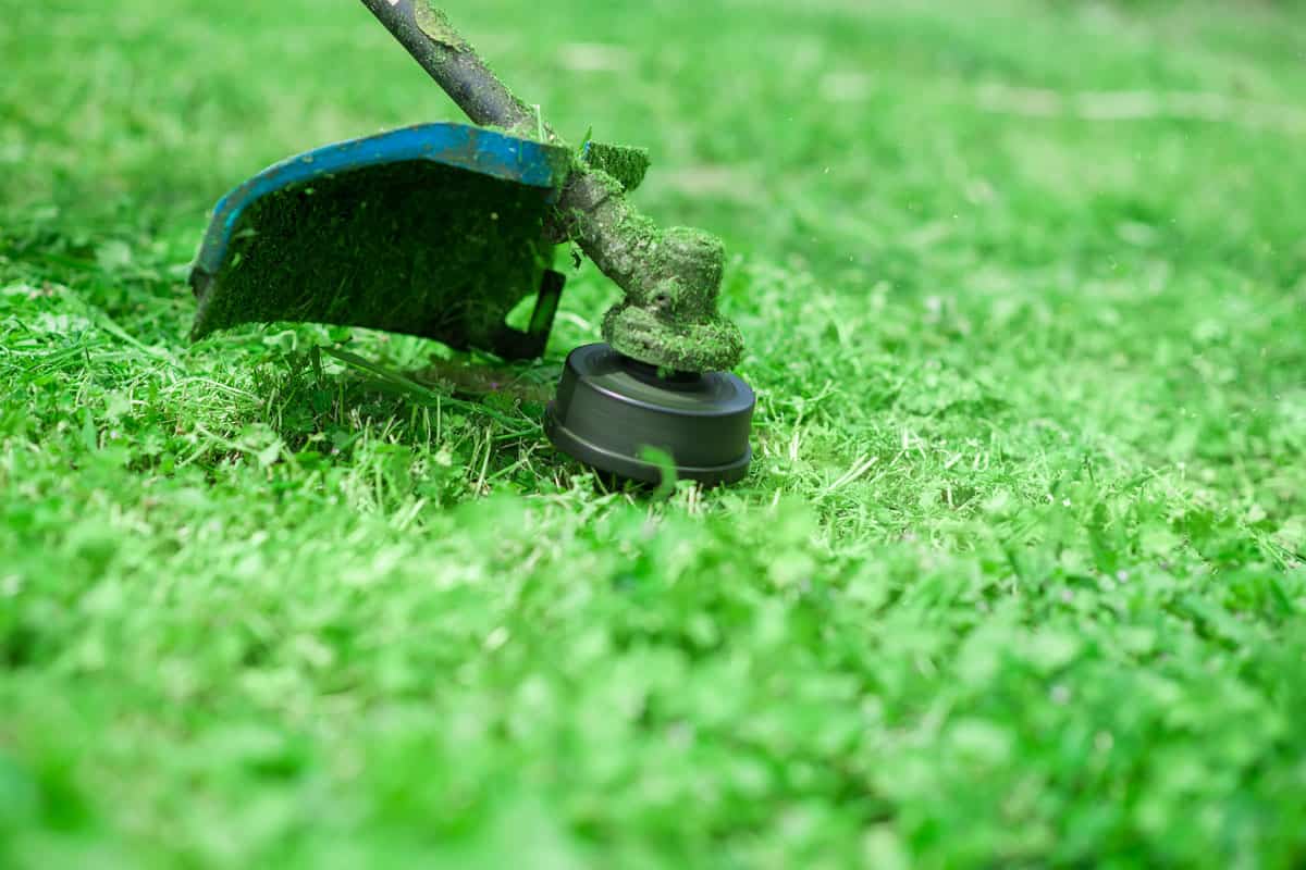 Cutting the lawn with cordless grass trimmer, edger