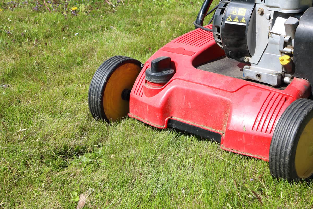 Detail of dethatcher, also known as lawn scarifier - device that removes thatch from lawns