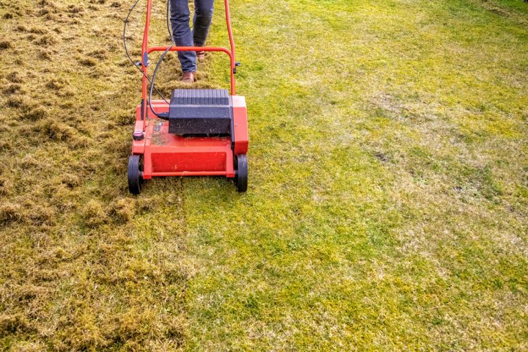 Dethatching the Lawn with an Electric Dethatcher, When Is The Best Time To Dethatch A Lawn, And How Often Should You Do It?