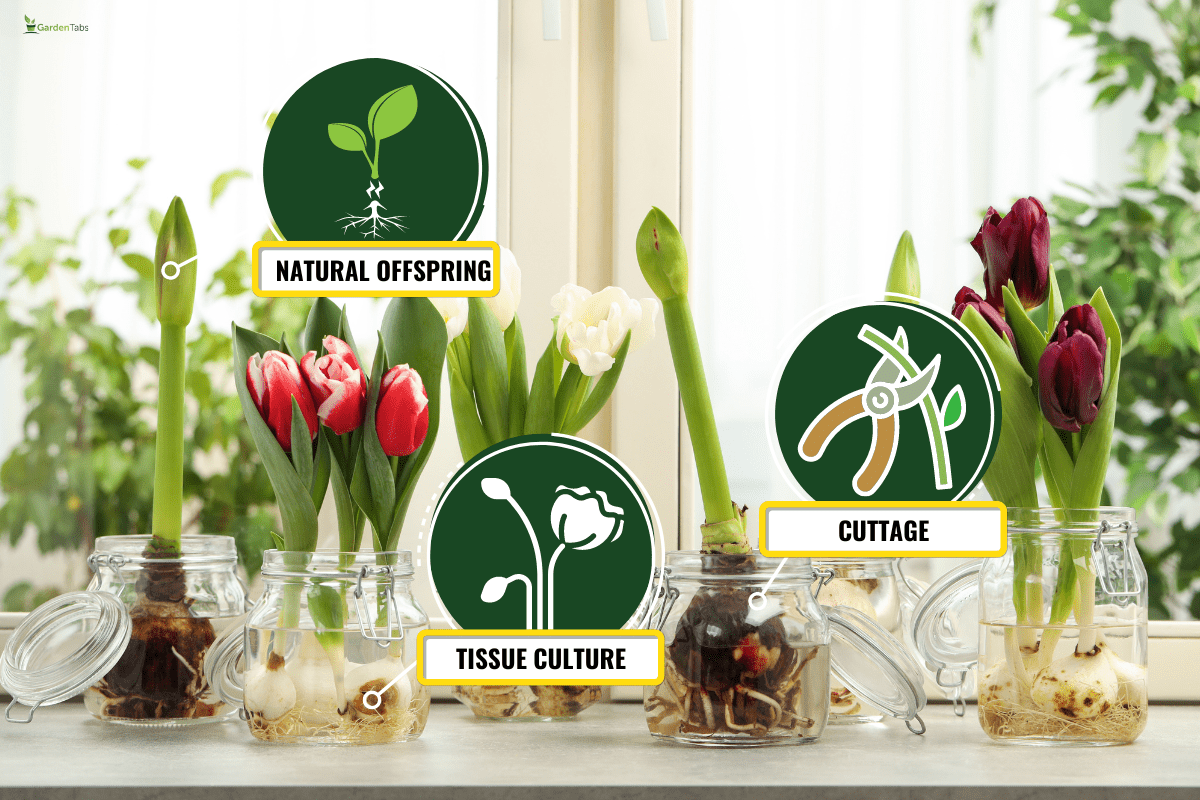 Different beautiful spring flowers in glassware on windowsill. - Do Amaryllis Bulbs Multiply?