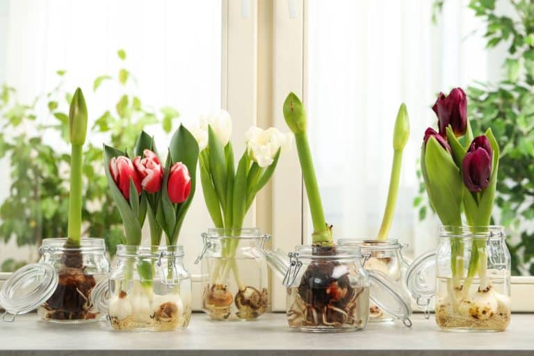 Different beautiful spring flowers in glassware on window sill. - Do Amaryllis Bulbs Multiply
