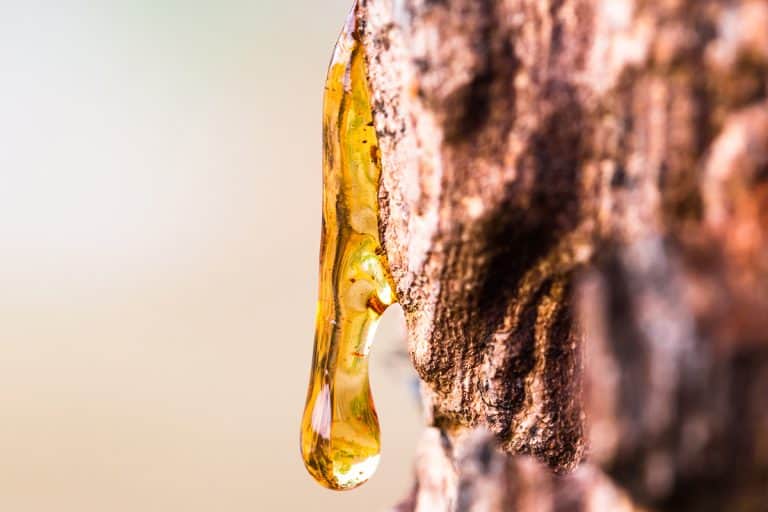 Drop of resin on tree bark, How To Stop Tree Sap After Pruning [Quickly & Easily]