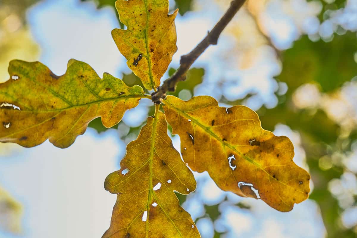 Dry oak leaves in autumn just before the yellow leaves fall from the branch of the tree