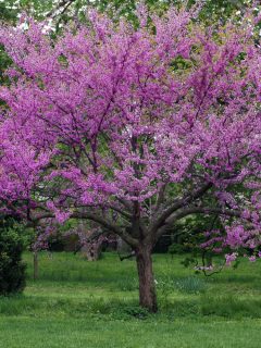 Eastern redbud tree in full bloom with sprinkling of wildflowers in the surrounding grass, Are Eastern Redbud Trees Messy