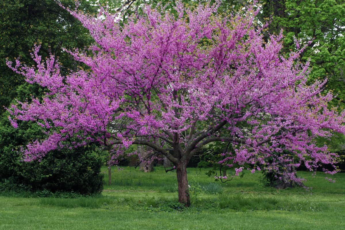 Eastern redbud tree in full bloom with sprinkling of wildflowers in the surrounding grass. 
