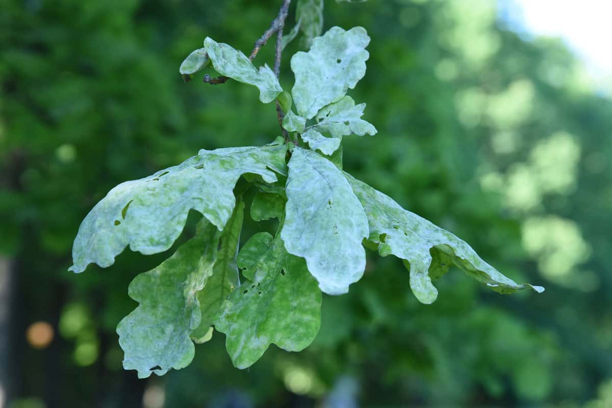 English oak tree is inffected by powdery mildew sick leafs