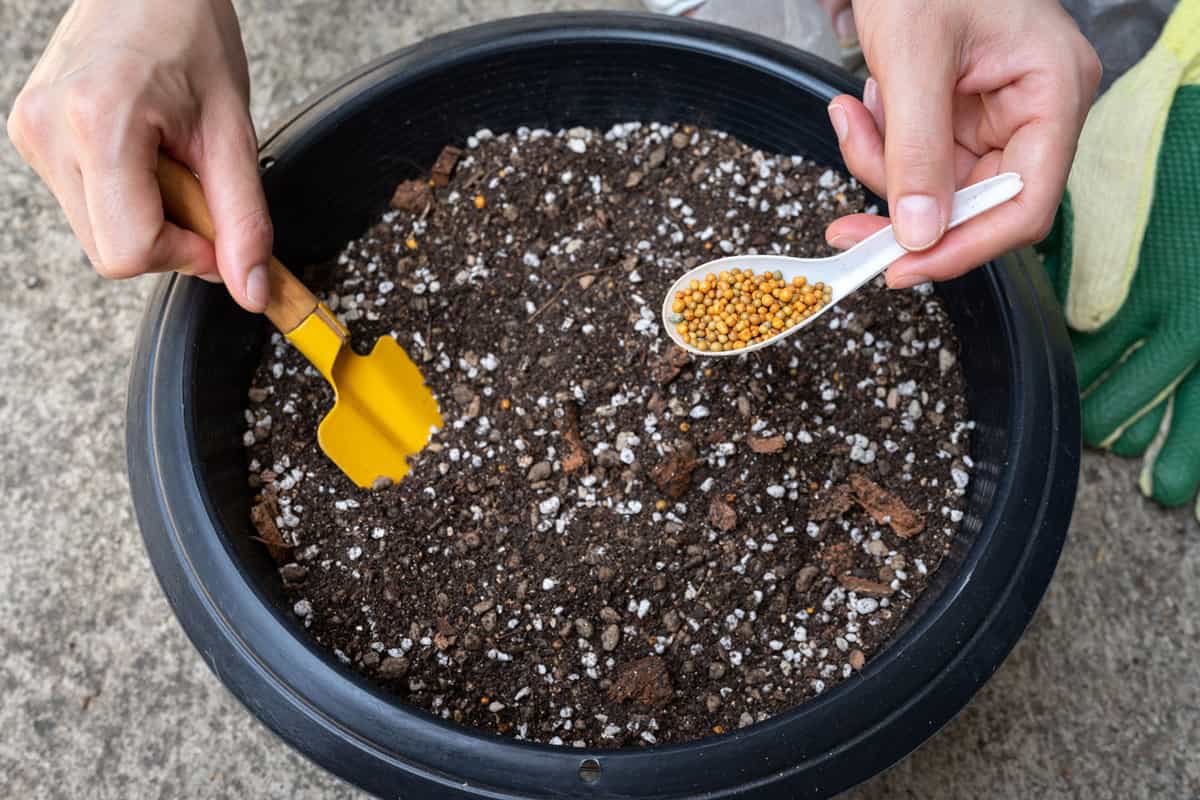 Farmer filling an Osmocote fertilizer into soil before planting. Osmocote is a controlled-release fertilizer contains a thoughtfully blended mix of nitrogen, phosphorous and potassium. 