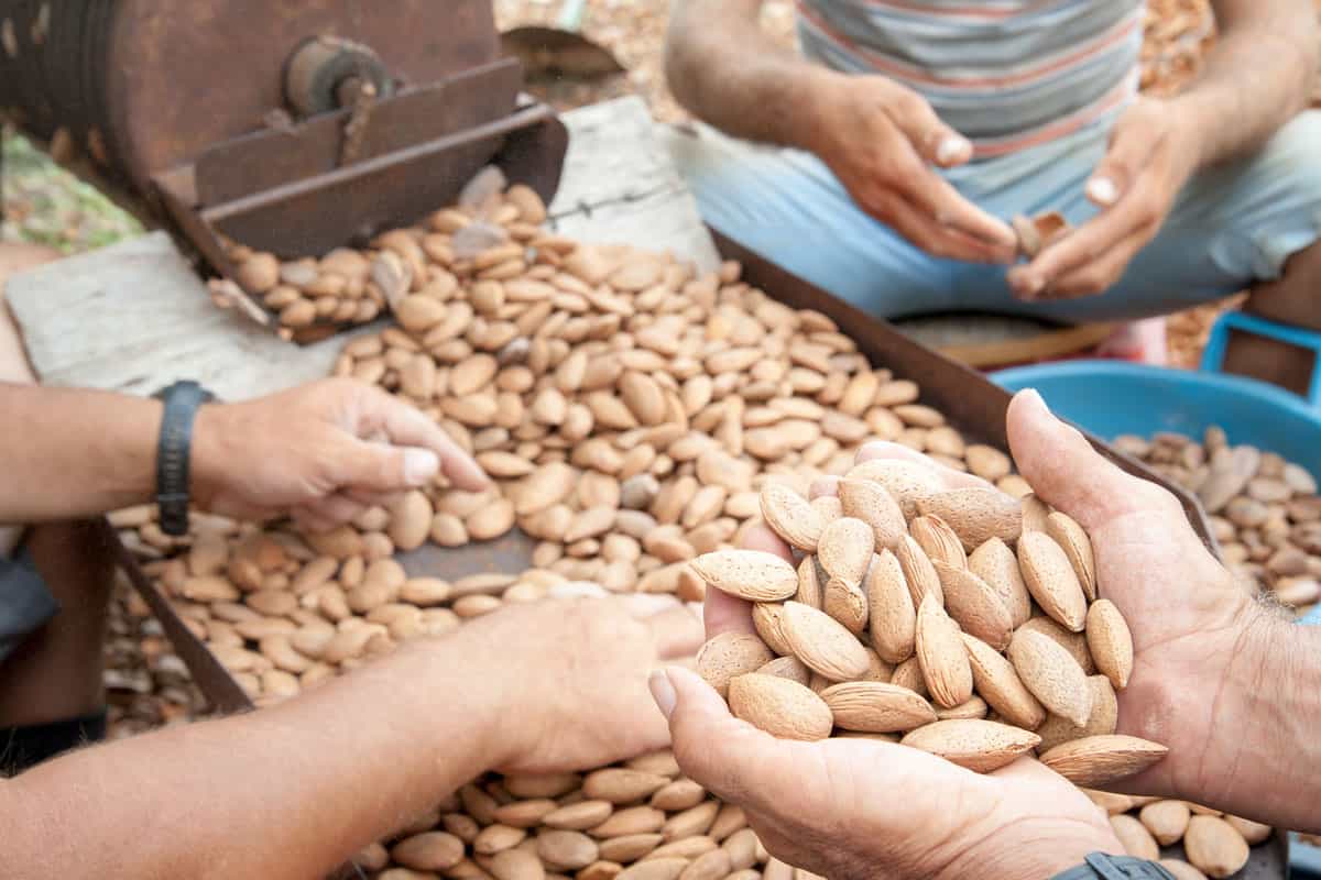 Farmer at work holding a little heap of almond nuts after the dehusking process