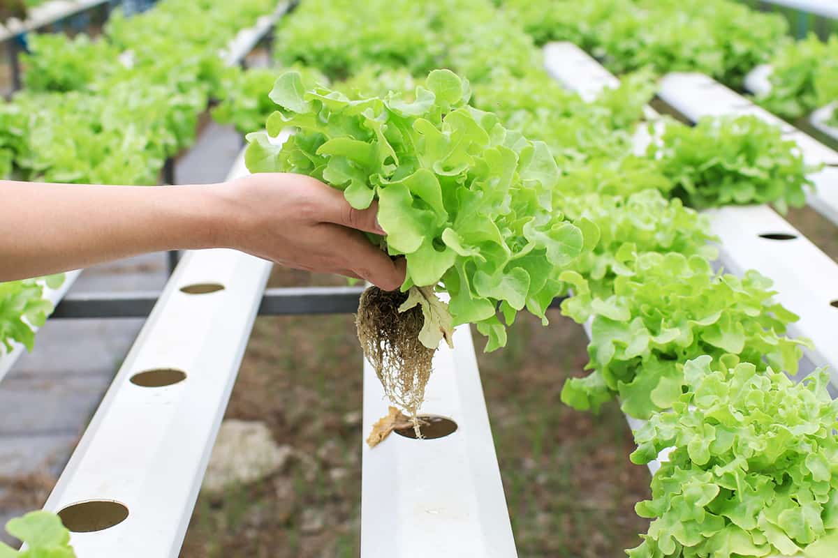 Farmers hands holding fresh vegetables see root in hydroponic garden