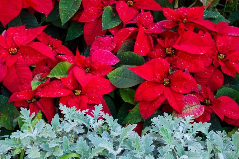 Flowerbed of fresh red poinsetia flowers with waterdrops, Do Poinsettias Need Sun? [How Many Hours Per Day?]