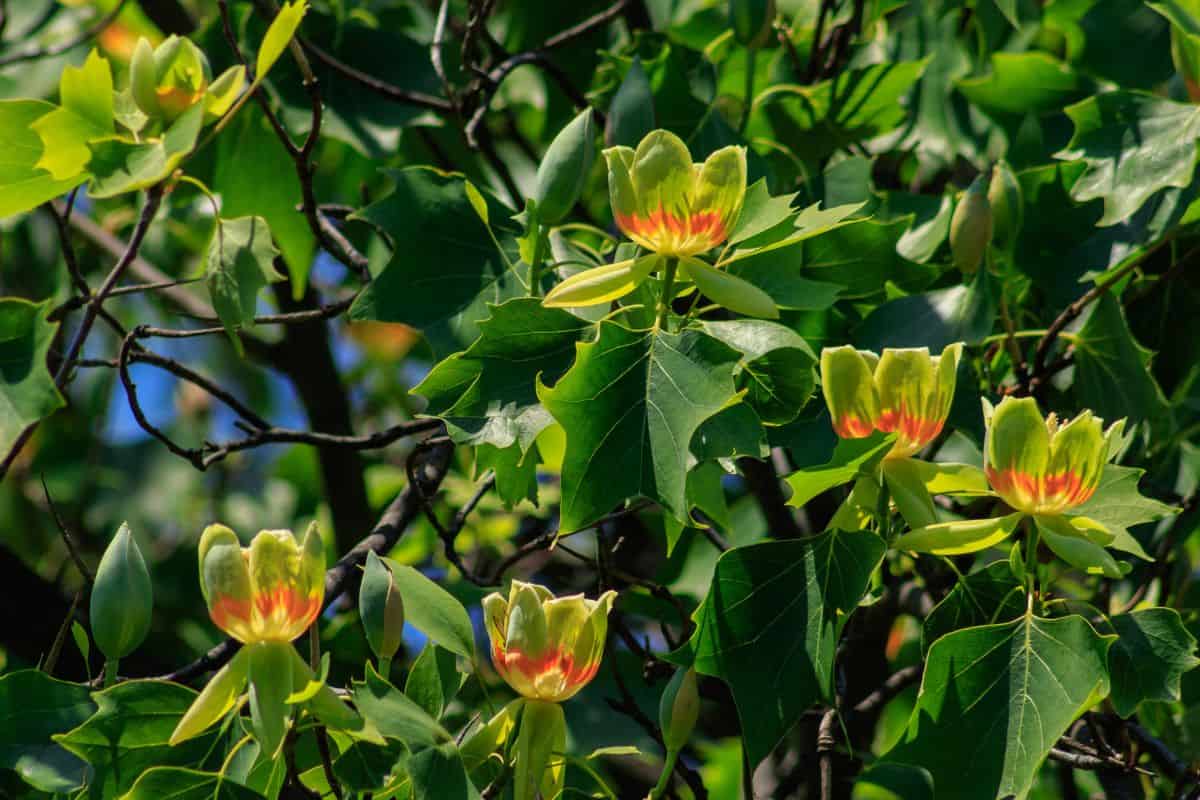 Flowering tulip tree (Liriodendron Tulipifera, Tulip Tree, American Tulip Tree, Tuliptree) in one of the city's parks.