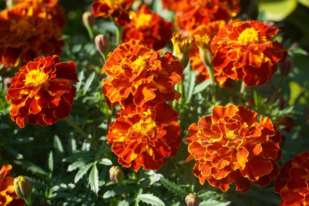 French marigold full flowering at Home in Autum, is a species of flowering plant in the family Asteraceae, native to Mexico and Guatemala.