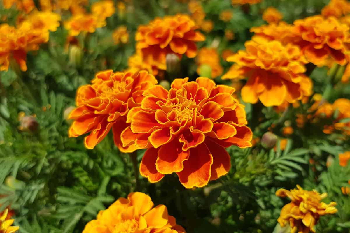 French marigolds background. Orange floral background. Orange marigolds. Orange french marigold. Orange flowers backdrop. 
