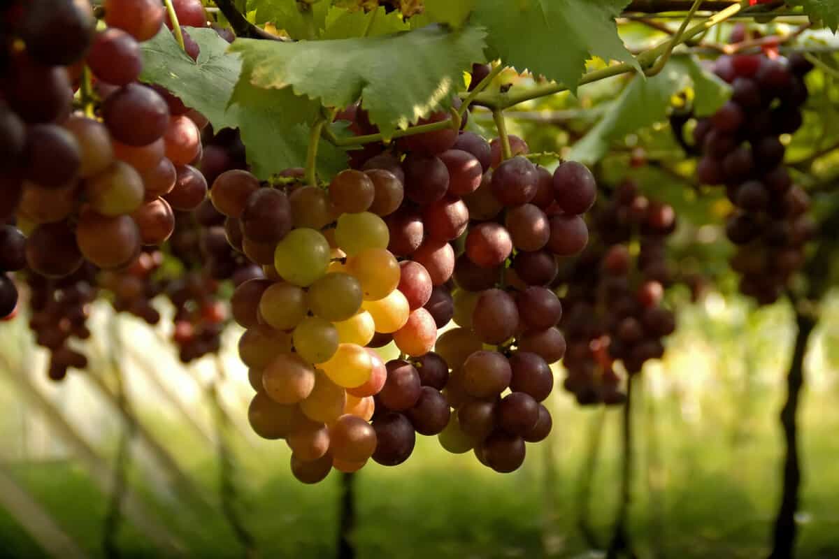 Fresh grapes 