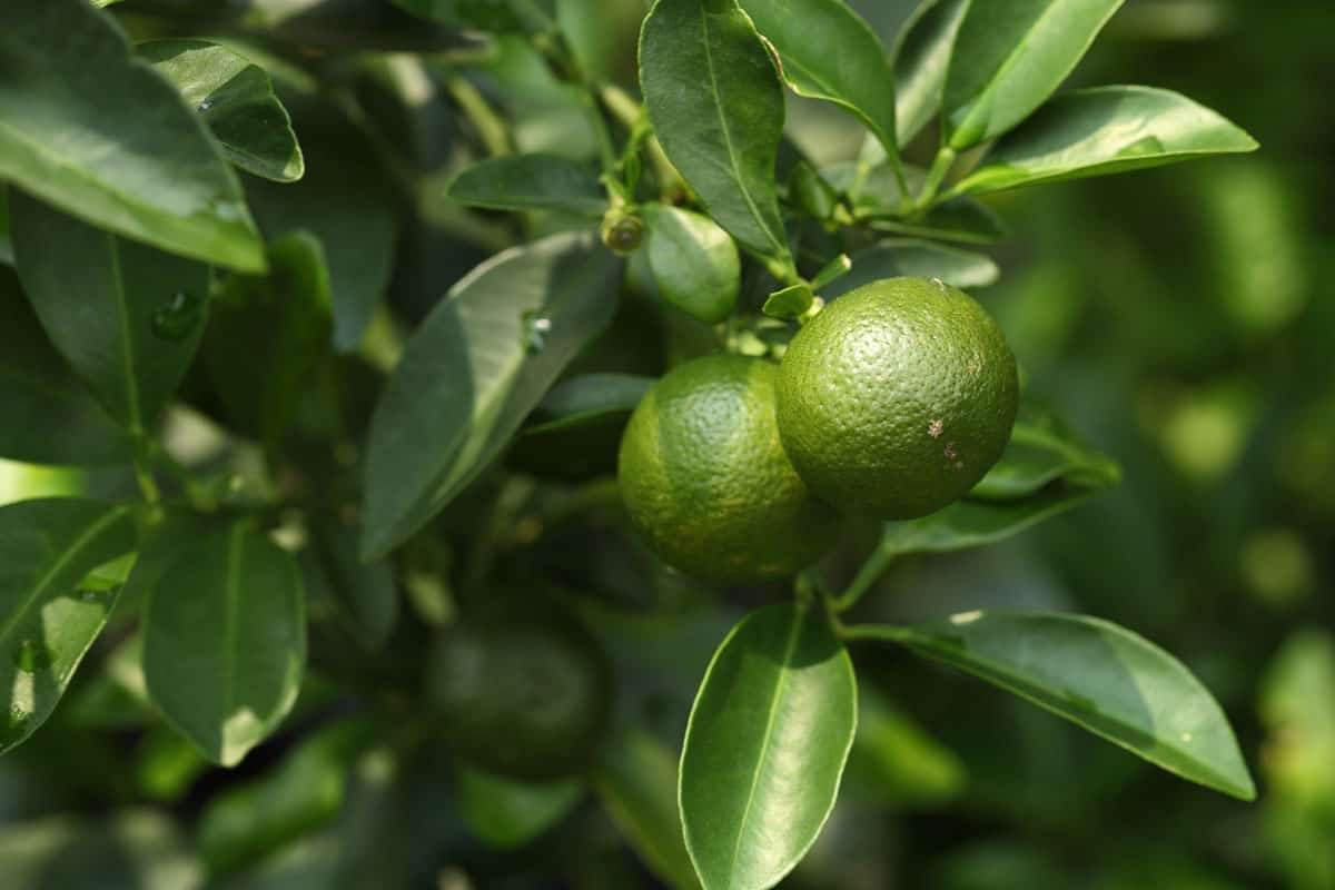 Fresh lime at the tree