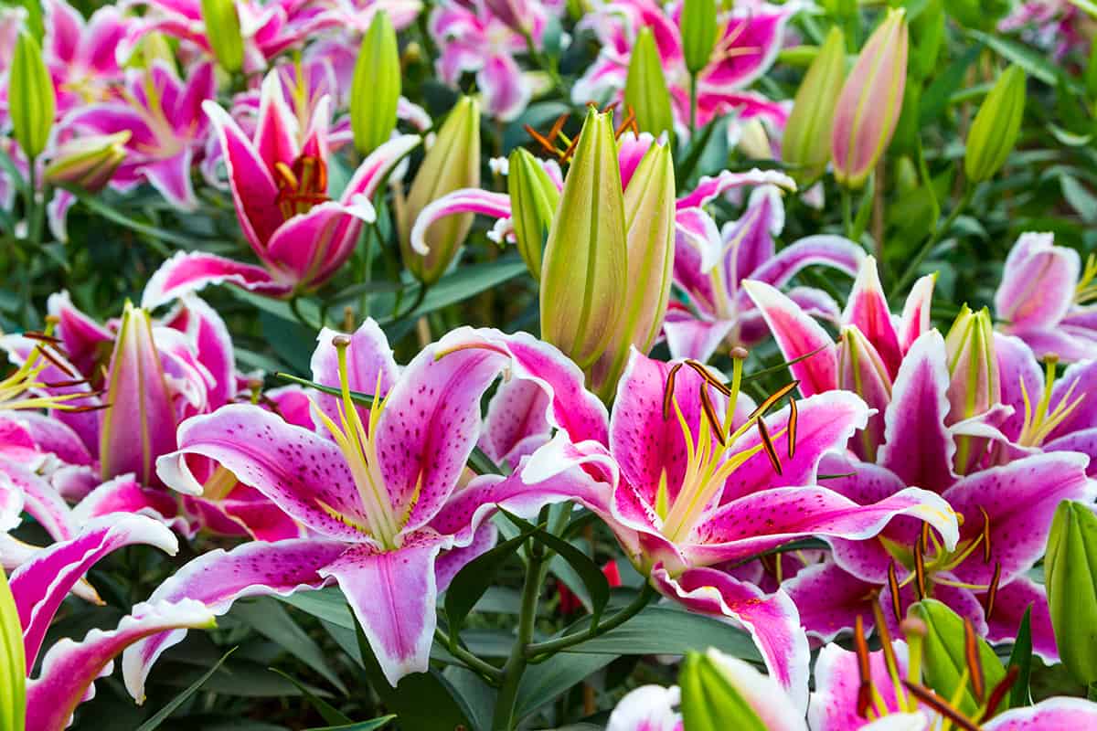 Full blooming of lily flower in garden