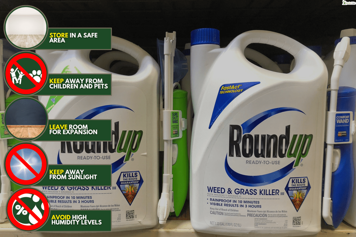 Garden supply store shelf with containers of RoundUp weed killer. A San Francisco jury just ruled that Roundup gave a former school groundskeeper terminal cancer, When To Spray Roundup Ready Alfalfa, Soybeans, And Corn