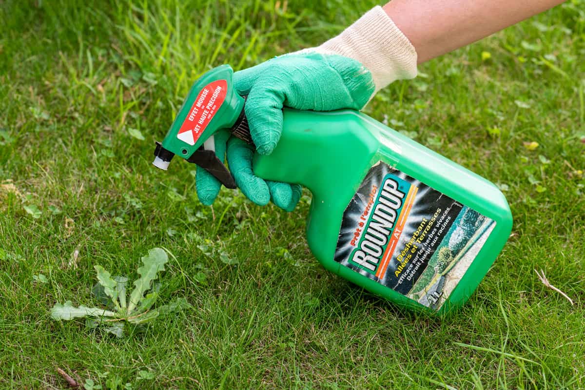 Gardener using Roundup herbicide in a french garden