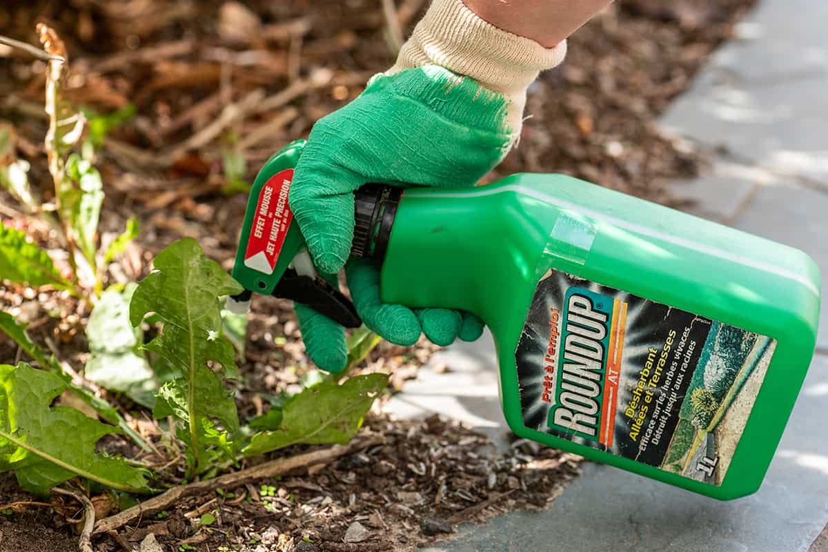 Gardener using roundup herbicide in a french garden