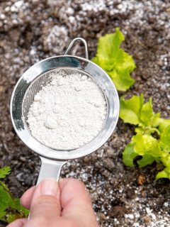 Gardener white sprinkle Diatomaceous earth( Kieselgur) powder for non-toxic organic insect repellent on salad in vegetable garden, dehydrating insects. - Will Diatomaceous Earth Kill Scale Insects?